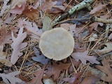 Entoloma rhodopolium image