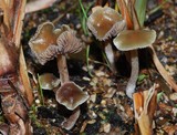 Psilocybe tasmaniana image