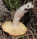 Russula nitida image