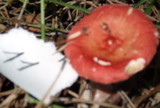 Russula nitida image