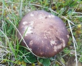 Pleurotus eryngii image