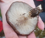 Pleurotus eryngii image