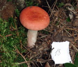 Russula nitida image