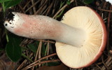 Russula nitida image