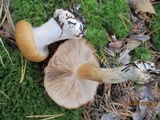 Cortinarius polymorphus image