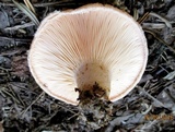 Lactarius pubescens image