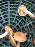 Lactarius subviscidus image