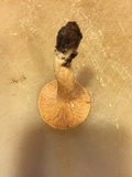 Lactarius subviscidus image