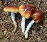 Cortinarius seidliae image
