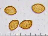Cortinarius seidliae image