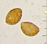Cortinarius seidliae image