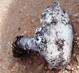 Amanita proxima image