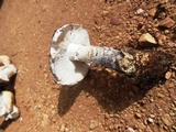 Amanita proxima image
