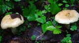 Russula viscida image