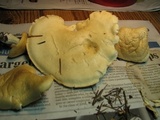 Leucopaxillus albissimus image