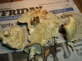 Leucopaxillus albissimus image