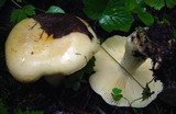 Russula viscida image