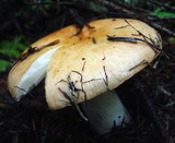 Russula viscida image