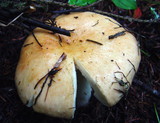 Russula viscida image