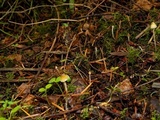 Psilocybe pelliculosa image