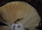Russula viscida image
