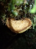 Boletinellus exiguus image