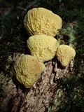 Boletinellus exiguus image