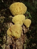 Boletinellus exiguus image