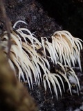 Deflexula subsimplex image