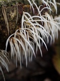 Deflexula subsimplex image