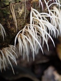 Deflexula subsimplex image