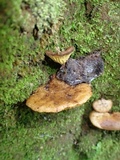 Boletinellus exiguus image