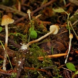 Psilocybe pelliculosa image