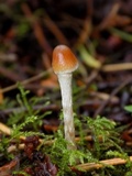 Psilocybe pelliculosa image