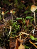 Psilocybe pelliculosa image