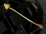 Psilocybe pelliculosa image