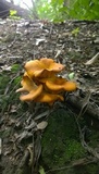 Omphalotus olearius image