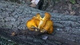 Omphalotus olearius image