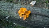 Omphalotus olearius image