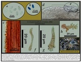 Mycena mackinawensis image