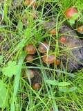 Psilocybe coprophila image