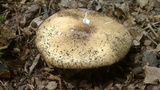 Termitomyces umkowaan image