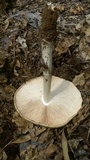 Termitomyces umkowaan image