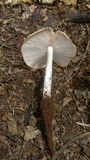 Termitomyces umkowaan image