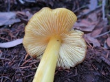 Hygrocybe acutoconica image