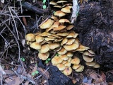 Hypholoma capnoides image