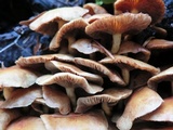 Hypholoma capnoides image