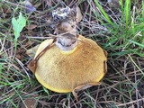 Suillus luteus image
