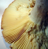 Russula vinosa image