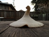 Polyporus tuberaster image